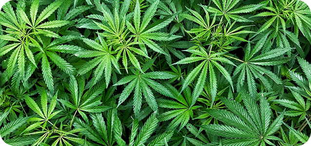 Cannabis Industry Page